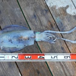 こかわ渡船　雅丸 釣果