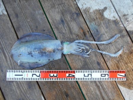 こかわ渡船　雅丸 釣果