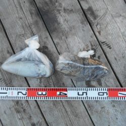 こかわ渡船　雅丸 釣果