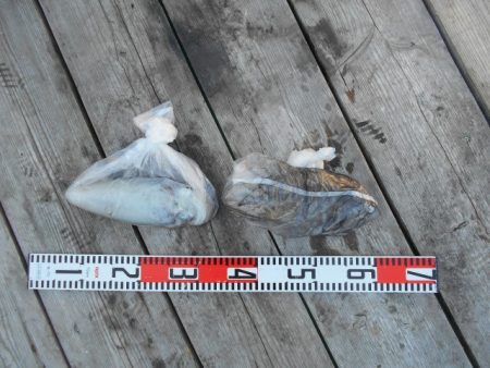 こかわ渡船　雅丸 釣果