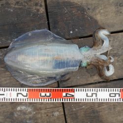 こかわ渡船　雅丸 釣果