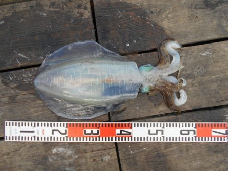 こかわ渡船　雅丸 釣果