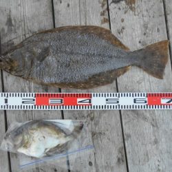 こかわ渡船　雅丸 釣果