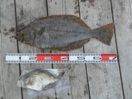 こかわ渡船　雅丸 釣果