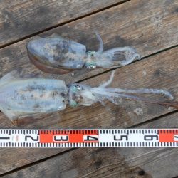 こかわ渡船　雅丸 釣果