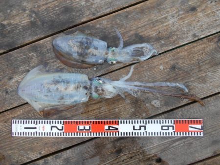 こかわ渡船　雅丸 釣果