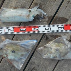 こかわ渡船　雅丸 釣果