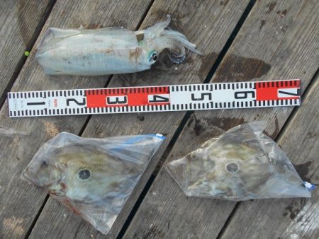 こかわ渡船　雅丸 釣果