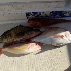 フィッシングボート空風(そらかぜ) 釣果