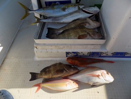 フィッシングボート空風(そらかぜ) 釣果