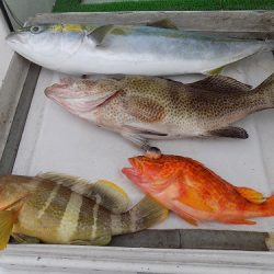 フィッシングボート空風(そらかぜ) 釣果