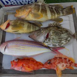 フィッシングボート空風（そらかぜ） 釣果