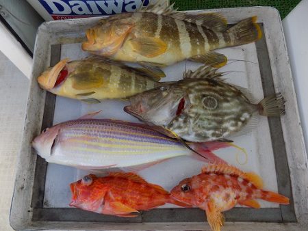 フィッシングボート空風（そらかぜ） 釣果