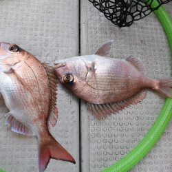 Fisherman Dreams DI 釣果