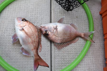 Fisherman Dreams DI 釣果