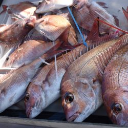 Fisherman Dreams DI 釣果