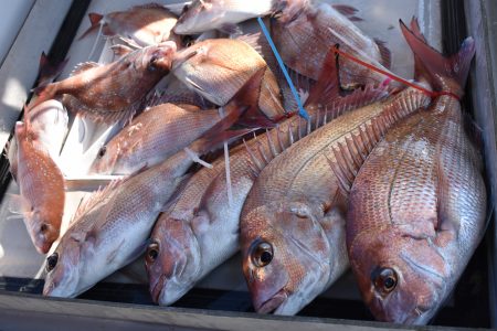 Fisherman Dreams DI 釣果