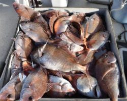 Fisherman Dreams DI 釣果