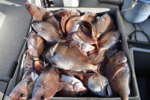 Fisherman Dreams DI 釣果