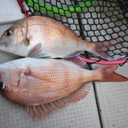 Fisherman Dreams DI 釣果