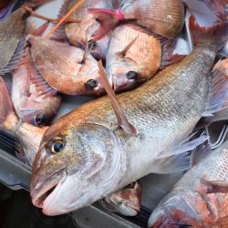 Fisherman Dreams DI 釣果