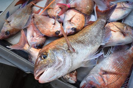 Fisherman Dreams DI 釣果