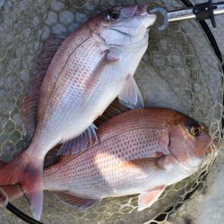 Fisherman Dreams DI 釣果