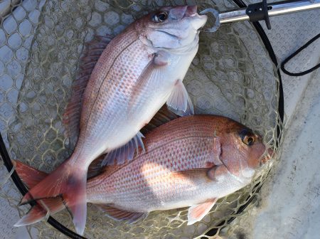 Fisherman Dreams DI 釣果