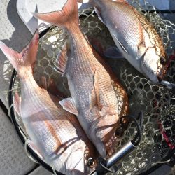 Fisherman Dreams DI 釣果