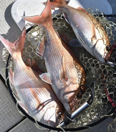 Fisherman Dreams DI 釣果