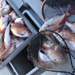 Fisherman Dreams DI 釣果