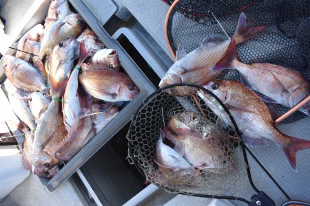 Fisherman Dreams DI 釣果