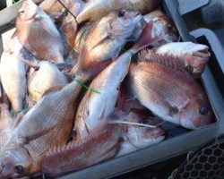 Fisherman Dreams DI 釣果