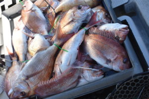 Fisherman Dreams DI 釣果