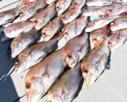 Fisherman Dreams DI 釣果