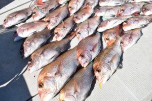 Fisherman Dreams DI 釣果