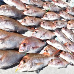 Fisherman Dreams DI 釣果