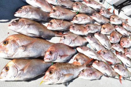 Fisherman Dreams DI 釣果