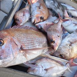 Fisherman Dreams DI 釣果