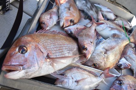 Fisherman Dreams DI 釣果