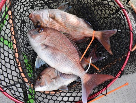 Fisherman Dreams DI 釣…