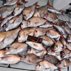 Fisherman Dreams DI 釣果