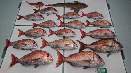 フィッシングボートACE（エース） 釣果