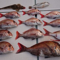 フィッシングボートACE(エース) 釣果