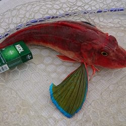 フィッシングボートACE(エース) 釣果