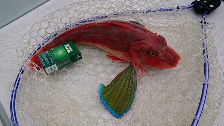 フィッシングボートACE(エース) 釣果