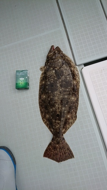 フィッシングボートACE(エース) 釣果