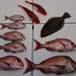 フィッシングボートACE(エース) 釣果