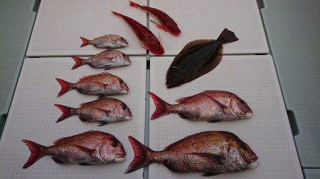 フィッシングボートACE(エース) 釣果