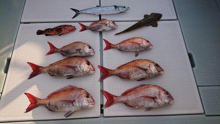 フィッシングボートACE(エース) 釣果